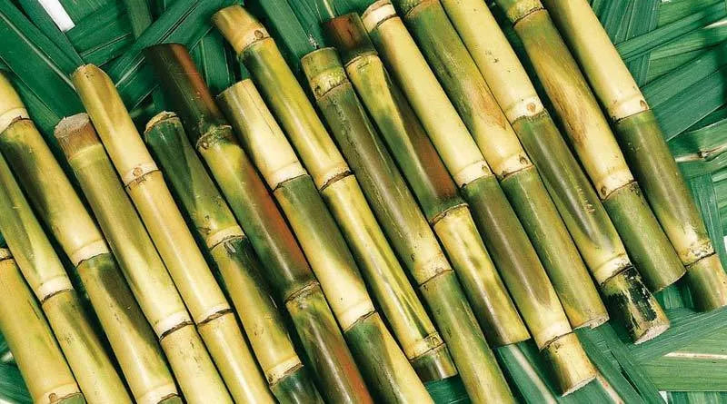 The Most Environmentally-Friendly Straws: Sugarcane Fiber